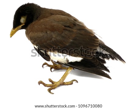 
Brown bird standing on a white background