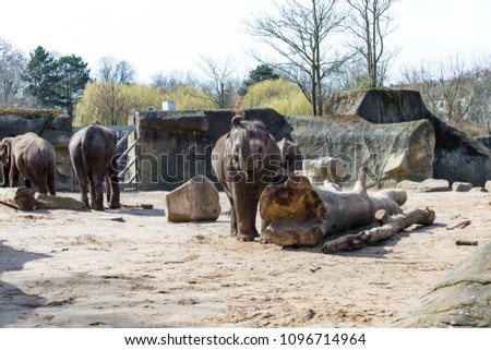 an elephant family is on the sunny day in the outdoor area