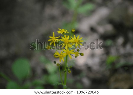 Close up of tiny yellow wildflowers growing on a summer forest floor nature background