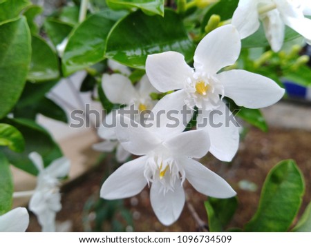 The white beautiful star flowers