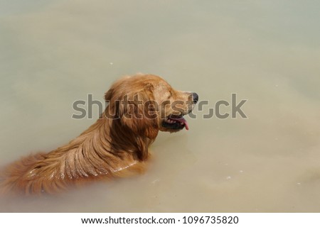 Cute golden retriever dog swim in the pond