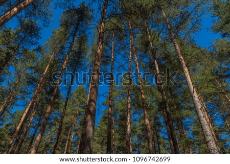 Pine forest and blue sky on a sunny day