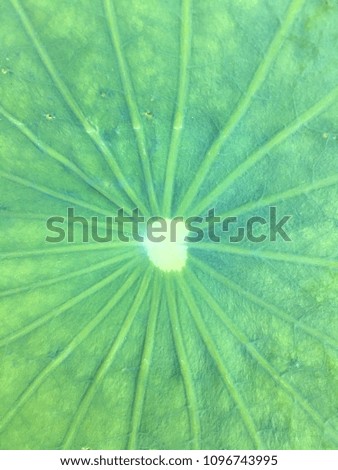 Lotus leaves pattern