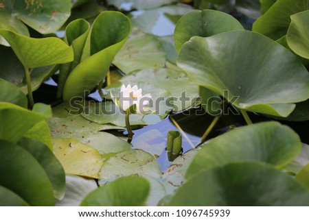 Close up outdoor view of lily pads with an isolated white flower in the water. Pattern of green floating leaves. Picture taken in spring in a french botanical garden. Abstract natural image. 