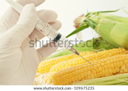Corn in genetic engineering laboratory, gmo food concept. Royalty-Free Stock Photo #109675235