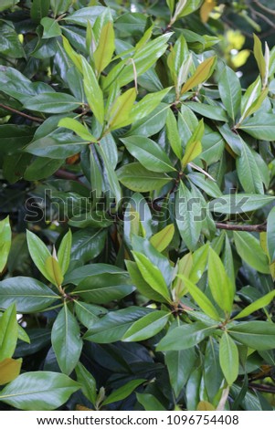 Close up outdoor view of branches of magnolia grandiflora tree, also called bull bay, magnioliaceae family. Pattern of green and yellow simple and broadly ovate leaves. Stiff and leathery elements.