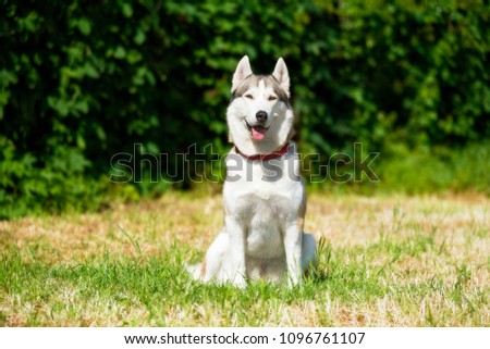 A grey & white colored mature female siberian husky bitch with blue eyes. The husky is sitting at a park on green & yellow grass. The dog is enjoying the sunny day. A green ivy is on a background.
