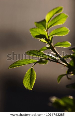 Green leaves of a young rose in the backlight of a spring sun. Greenery in backlight