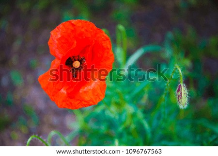 Red poppy flower outdoor in green grass