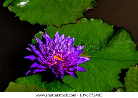 Violet lotus in water with green leaf
