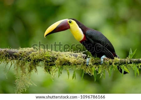 Yellow-throated toucanis a large toucan in the family Ramphastidae found in Central and northern South America. It´s biggest toucan in Costa Rica