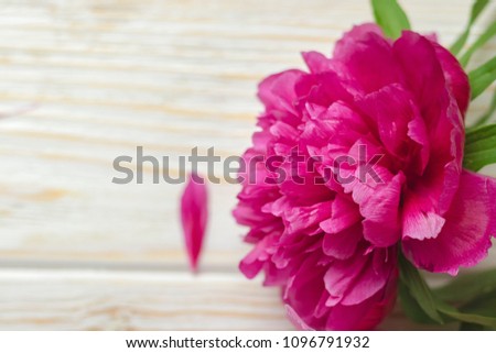 Peony flower on a light background