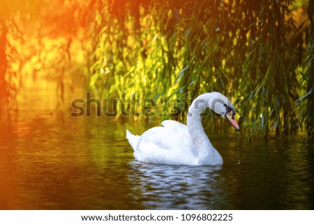 Nice white swan alone on lake water in autumn reflections