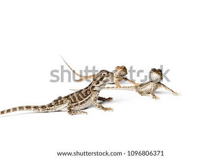 Agama. Baby Bearded Dragons on white background. Pogona vitticeps.