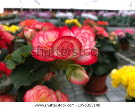 Begonia In the pot