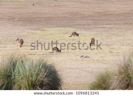 wild kangaroos in Australia