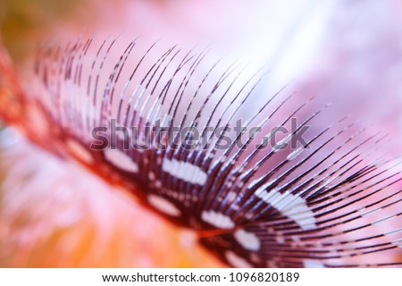 beautiful decorative composition of feathers of birds 