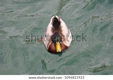 Lonely fluffy duck sunbathing swimming in the green lake at national park, animal wildlife backgrounds, commercial advertisement on travel destination.