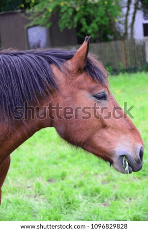 Grass-eating brown horse in the pasture in Bavaria, Germany