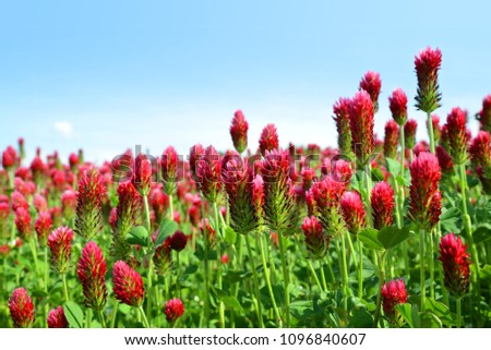 Field of flowering crimson clovers (Trifolium incarnatum) in spring rural landscape. 