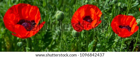 header website fresh beautiful red poppies on green field. bright blurred background. floral background. shallow depth of field