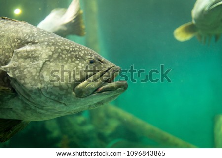 Largemouth bass fish in deep blue sea. The ocean animal concept