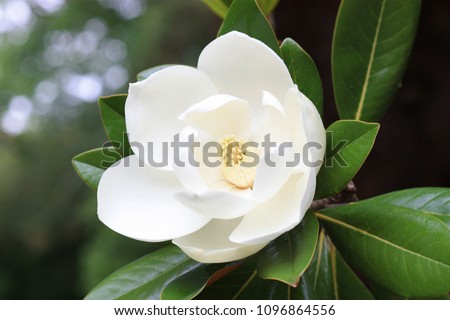 Blown beautiful magnolia flower on a tree with green leaves. Royalty-Free Stock Photo #1096864556