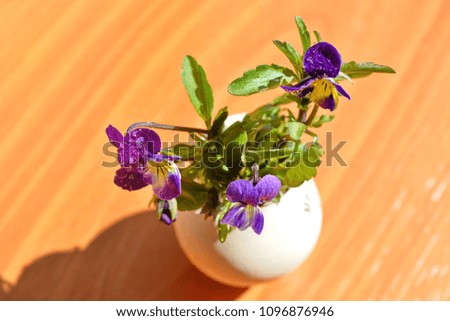 A bouquet of fresh spring garden flowers with stem and green leaves in on wooden table. Viola tricolor