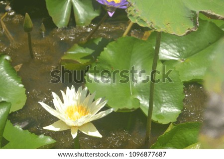 The lotus is most beautiful in nature