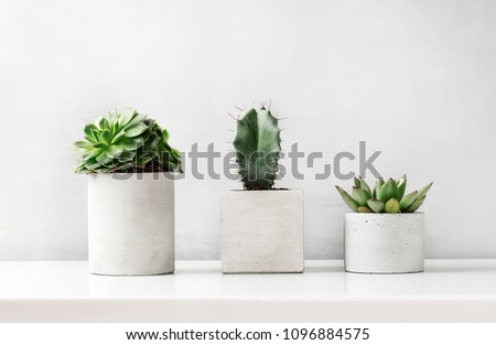 Succulents and cactus in a concrete pot on a white bedside table Royalty-Free Stock Photo #1096884575