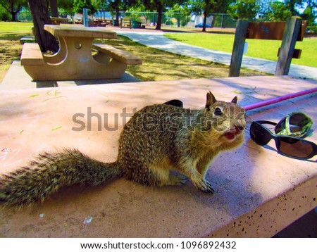 Ground squirrel at park on picnic table