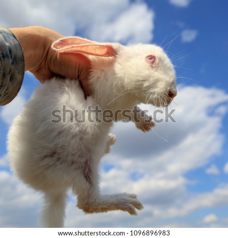 Portrait of a white rabbit on the hands
