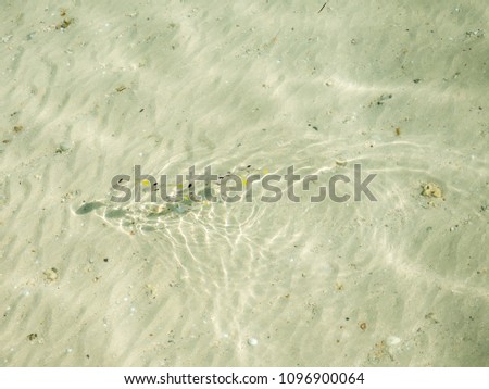 Abstract Aerial View of Yellow and Black Fin Fish Swimming in Sea Reflecting Light