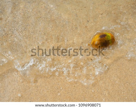Young Coconut  in the surf waves on sandy beach