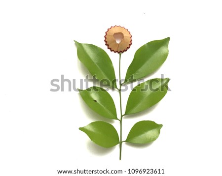 Flower from colored pencil shaving and green leaves on over white background, with glare light, creative idea.