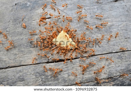 Red ants and food on old wooden floor