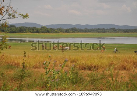 Sri Lankan landscape 
