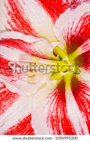 Lovely red and white poppy flower with white center and close up of petals. Great view of the blooming flower in the garden. 