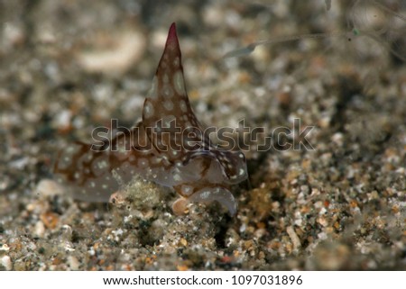 Sea slugs Philinopsis ctenophoraphaga Gosliner. Picture was taken in Anilao, Philippines