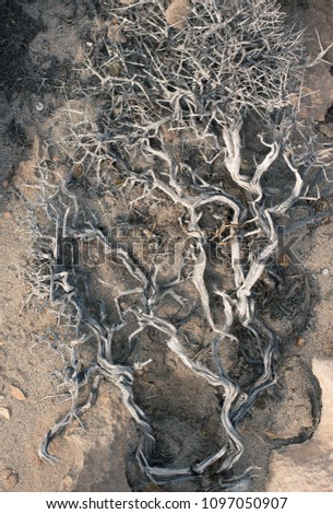 Mystical Desert Tree on a sand, Abstract Gothic Plant, Dry Nature