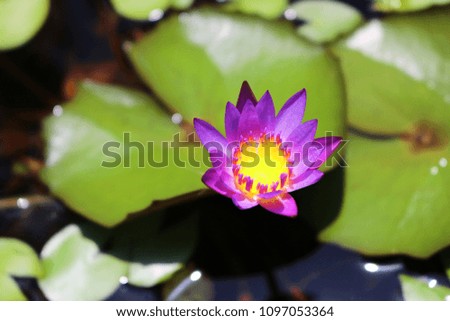 Flower lotus Leaves Above the water