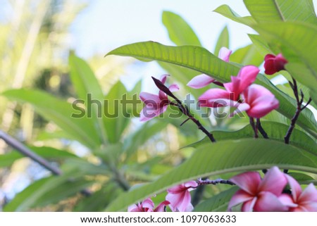 Flowers./Frangipani, Temple Tree, Pagada Tree,Plumeria alba L.There are white and pink flowers. Popular as an ornamental plant.