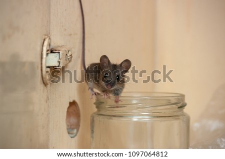 House mouse on the edge of a glass jar. Variation 1 Royalty-Free Stock Photo #1097064812