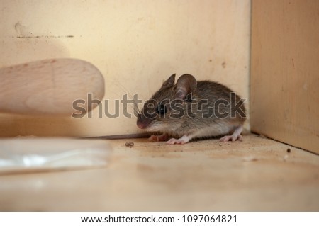 House mouse in the corner of the cupboard. Variation 1 Royalty-Free Stock Photo #1097064821