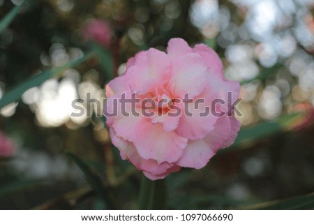 close-up of light pink flower with bokeh