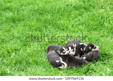 Lovely Newborn Husky Puppies