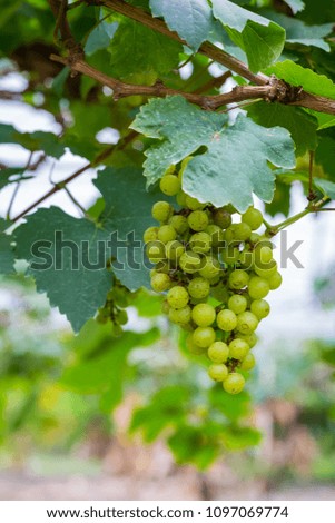 Fresh green grapes on the tree for wine