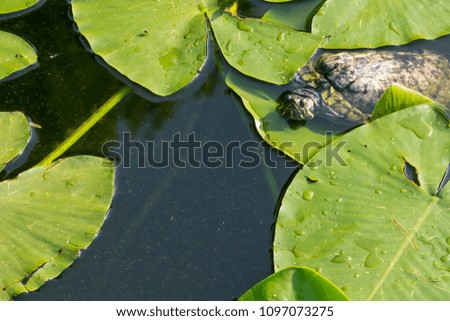 young turtle hides merges with dark green lotus leaves against the background of water