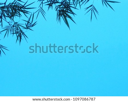 Natural leaves sky