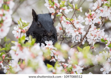 A black squirrel (melanistic form of the Eastern Grey Squirrel) forages for a meal among the cherry blossoms at Toronto's popular Rosetta McClain Gardens.